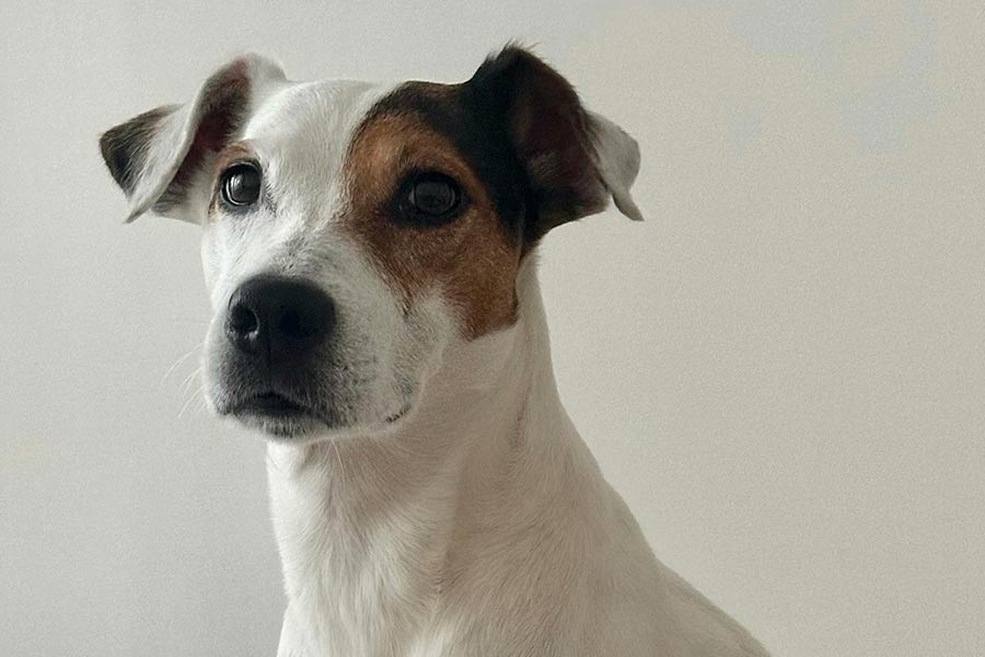 Delicious recipes for quick and easy meals